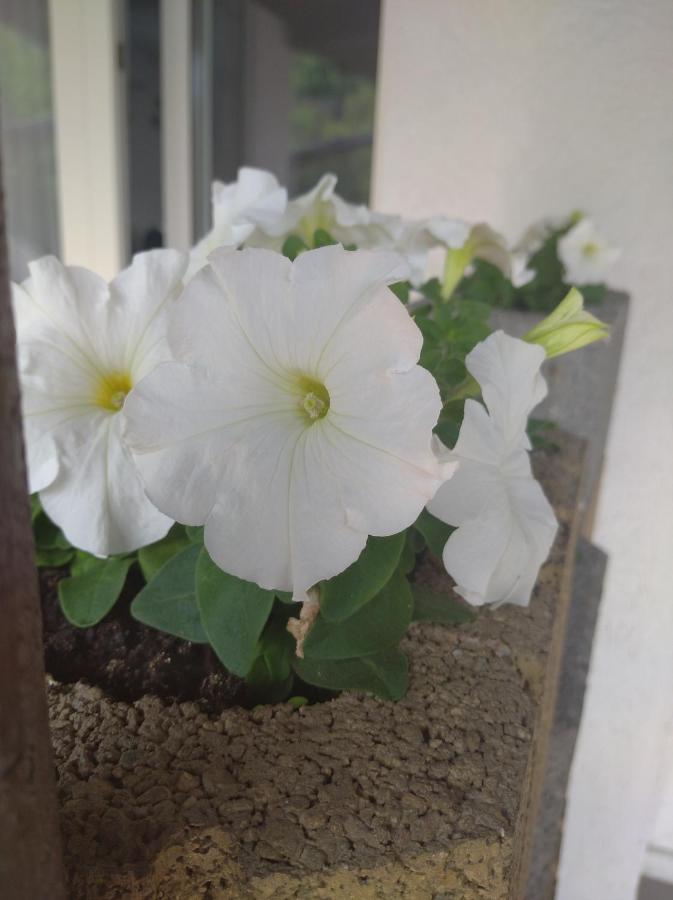 Pokoj W Karpaczu Daire Dış mekan fotoğraf